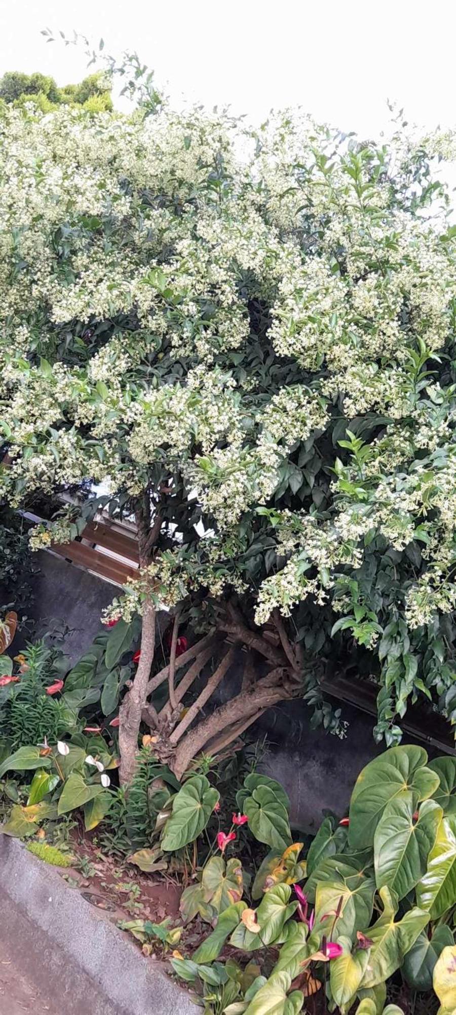 Villa Le Muguet Sauvage à Le Tampon Extérieur photo